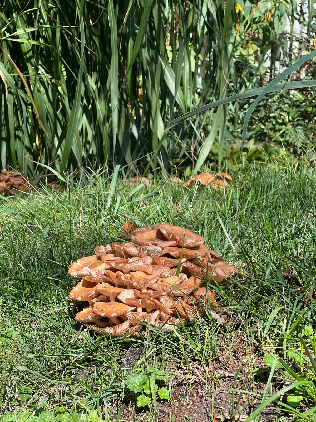 Sunlit fungi flourishing in the vibrant green grass. Still Frame